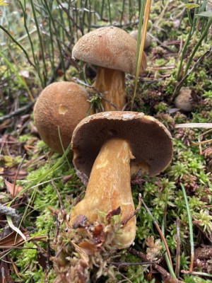 Suillus_variegatus_1387_2.JPG