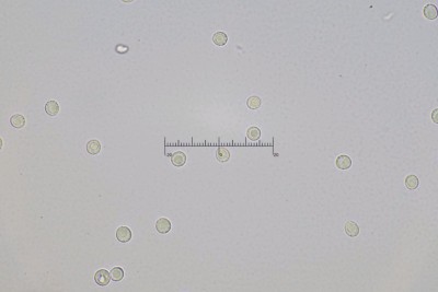 Hericium_alpestre_1439_1.jpg