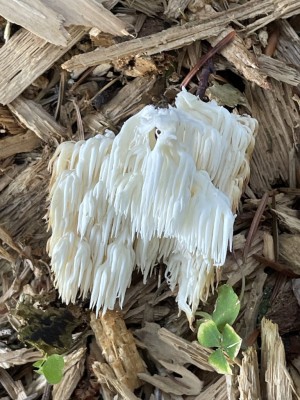 Hericium_alpestre_1439_2.JPG