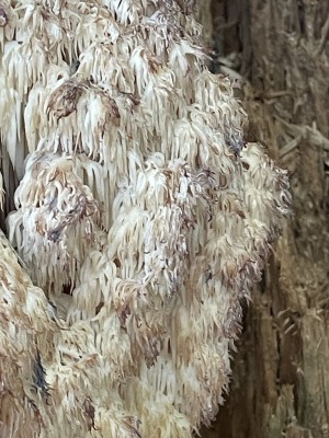 Hericium_alpestre_1439_3.JPG