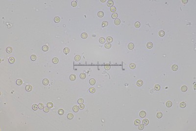 Hericium_coralloides_1440_1.jpg