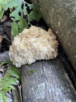 Hericium_coralloides_1440_4.JPG