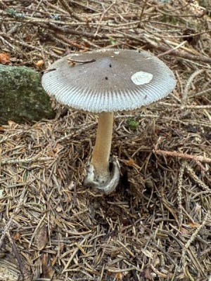 Amanita vaginata - Grauer Scheidenstreiflung_Renate Forum.JPG