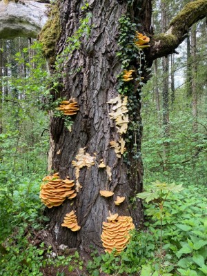 Laetiporus sulfureus 1.jpeg