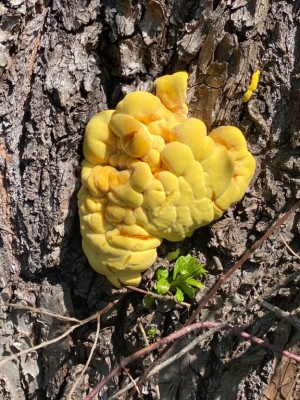 Laetiporus sulfureus 3.jpeg