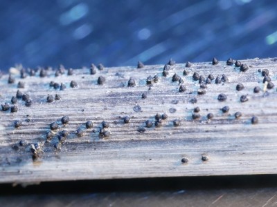 Leptosphaeria acuta_makro.JPG