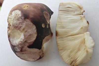 Russula cyanoxantha agg (1).JPG