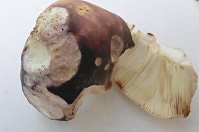 mein zitierter Fund von R. cyanoxantha agg.