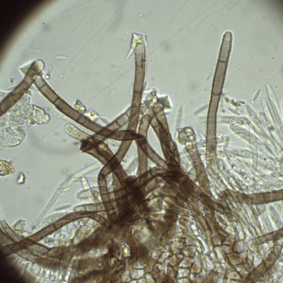 H2O_1000_17.jpg