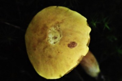 Xerocomus (2).JPG