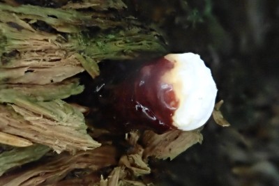 Ganoderma (4).JPG