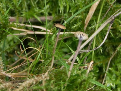 Rickenella swartzii