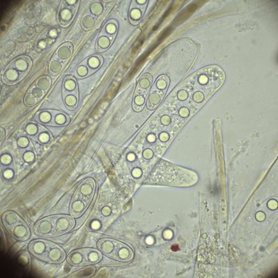H2O_1000_12.jpg