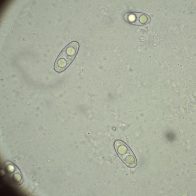 H2O_1000_15.jpg