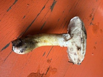 Brauner Lärchenröhrlling - Suillus brunneolus Hochformat.JPG