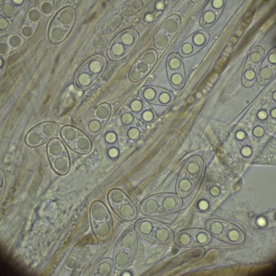 H2O_1000_17.jpg