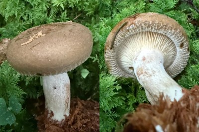 Paxillus involutus - Kahler Krempling.jpg