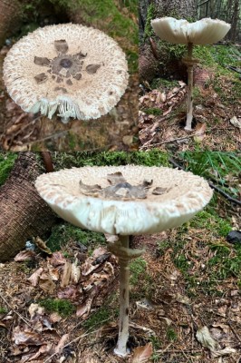 Macrolepiota sp..jpg