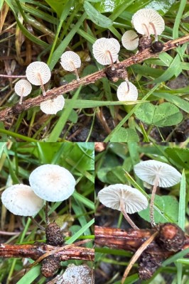 Gewöhnlicher Ästchen-Zwergschwindling - Marasmiellus ramealis.jpg