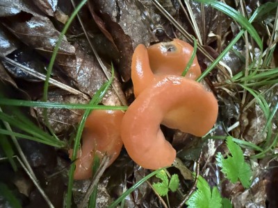 Guepinia helvelloides - Fleischroter Gallerttrichterling.JPG