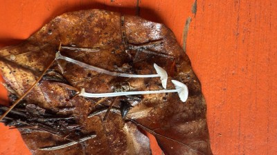 Gewöhnlicher Scheibchen-Helmling, Postament-H. - Mycena stylobates.JPG