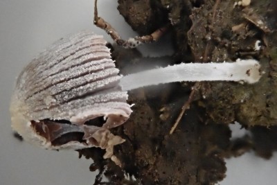 Coprinopsis cortinata (2).JPG