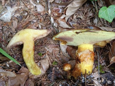 Suillus grevillei.jpg