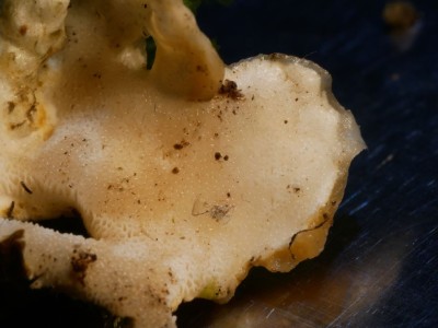 Loweomyces wynneae1.JPG