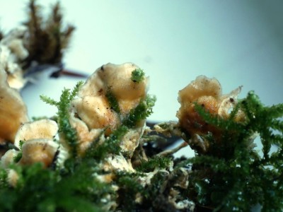 Loweomyces wynneae3.JPG