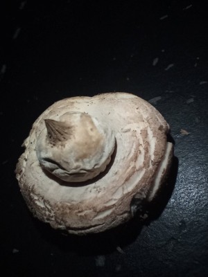 Sporensack ca. 1,2 cm