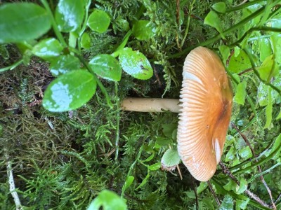 Amanita fulva 1.JPG