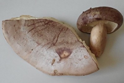 Lactarius trivialis (2).JPG