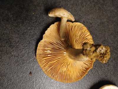 20250817_220623.jpg