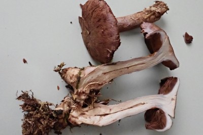 Cortinarius cyanites (2).JPG