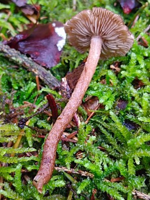 Inocybe turfae_IMG_20250727_140454.jpg