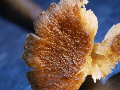 Inocybe turfaeHut_P1210182.JPG